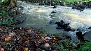 The Sound Of Flowing Water And insects In The Forest Suitable for Meditation, Relaxation ,Sleep