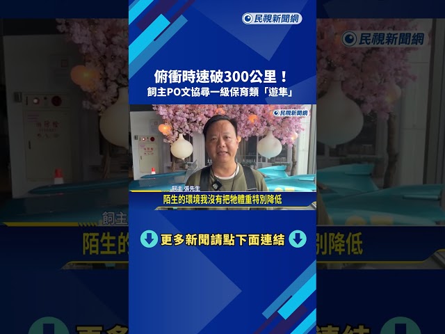 俯衝時速破300公里! 飼主PO文協尋一級保育類"遊隼"－民視新聞