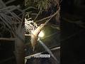 Berburu udang Galah di sungai mini # udanggalah #nombakudang#berburuudanggalahbabon#spotsungaimini