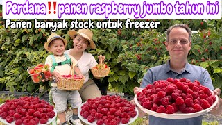 PERDANA‼️PANEN RASPBERRY JUMBO TAHUN INI ||PANEN BANYAK STOCK UNTUK FREEZER