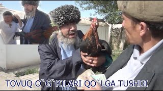 TOVUQ O`G`RILARI QO`LGA TUSHDI