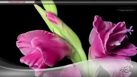 تلاوة تفوق كل الوصف والخيال 15