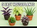 How to grow cuttings of some common house plants #youtubevideos #youtube #videos