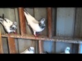2010 budapest pigeons