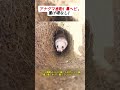 アナグマ出動!毒ヘビ、逃げ場なし! #捕獲作戦 #自然の知恵 #猟犬とアナグマ #野生の対決 #田舎の事件