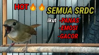 Download Lagu Pancingan SRDC gacor paling Hot semua srdc langsung Panas Emosi Gacor MP3