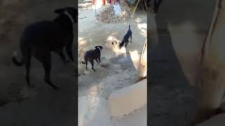 Dog Fight - Cock Fight - Dog VS Cock