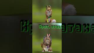 лиса vs рысь (идея не моя!) #vs #lynx #fox #wildcraft #пжактив #edit #пжрек лиса vs рысь (идея не моя!) #vs #lynx #fox #wildcraft #пжактив #edit #пжрек