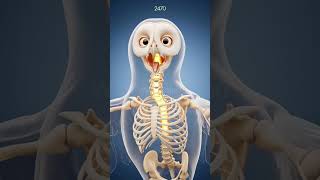 Owl Neck Rotation Science Explained | Transparent Owl Skeleton Reveals Secrets