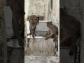 पड़ोस के बाथरू में पार्ट-2||🐒|| #trending #yts #funny #viral #bandar #money #memes #viral