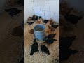 El estres en los pollos, gallos, gallinas ..... 🤷👀#gallinas #avicultura #gallos #pollos