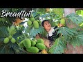 Do you have breadfruit tree nearby your house? / Pick breadfruit for my recipe /Cooking with Sreypov
