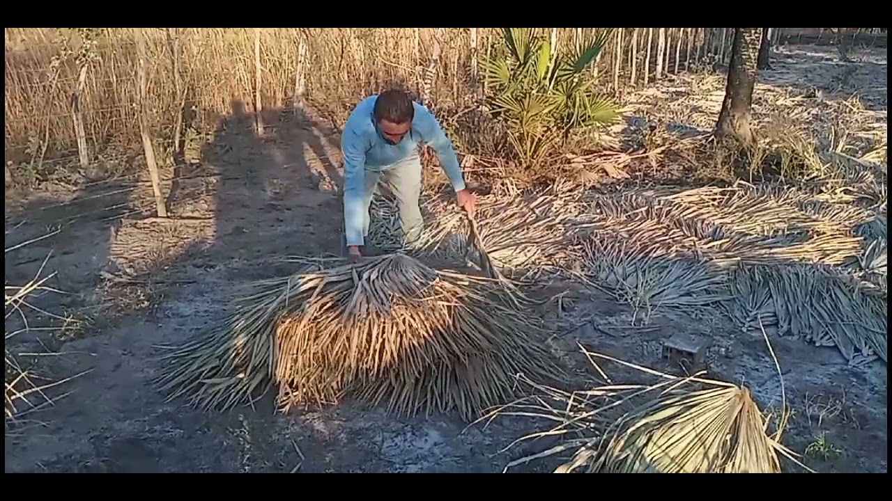 Amarrando palha de carnaubá