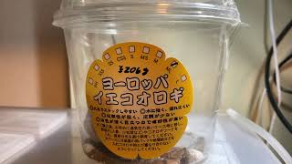 コオロギ飼育と繁殖の方法　ヨーロッパイエコオロギ編