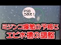 ミジンコ爆殖のきっかけは・・・！レッドビーシュリンプの水槽のテコ入れします。