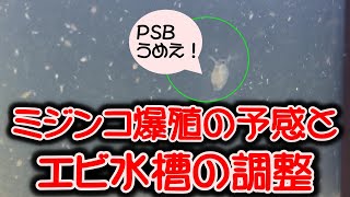 ミジンコ爆殖のきっかけは・・・！レッドビーシュリンプの水槽のテコ入れします。