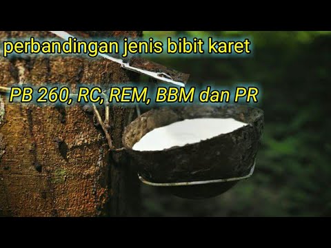 perbandingan beberapa jenis bibit karet. petani karet indonesia