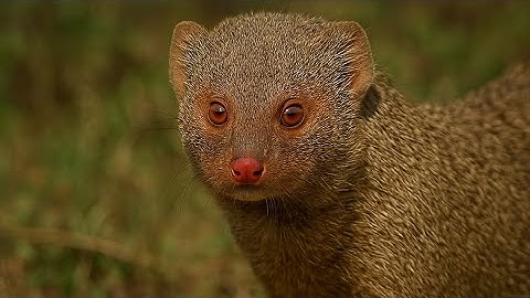 Mongoose – The Fearless Snake Hunter 🐍 | Nature’s Smallest Warrior | Wildlife Documentary