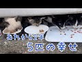 [野良猫から家猫へ] 突然現れた親子猫5匹のその後