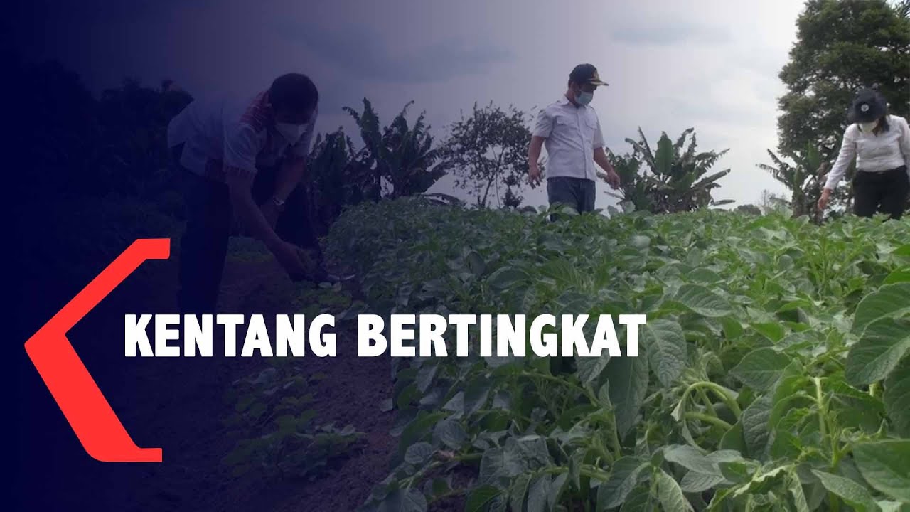 Cara Menanam Kentang dengan Teknik Bertingkat Dapat mendongkrak Hasil
