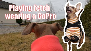 My dog plays fetch while wearing a GoPro!