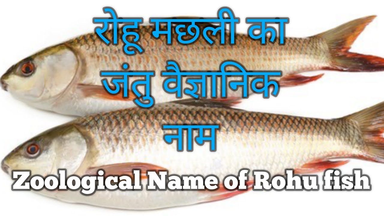Zoological Name Of Rohu Fish YouTube luxury-stocks-rally-as-china-reopens-but-consumers-may-shop-in-house