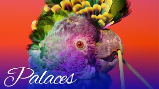 Flume - Palaces ft. Damon Albarn (Visualiser)