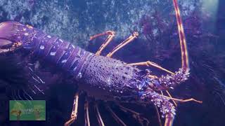 Lobsters: A Symbol Of Resilience, Strength, And Perseverance | Divine Designs