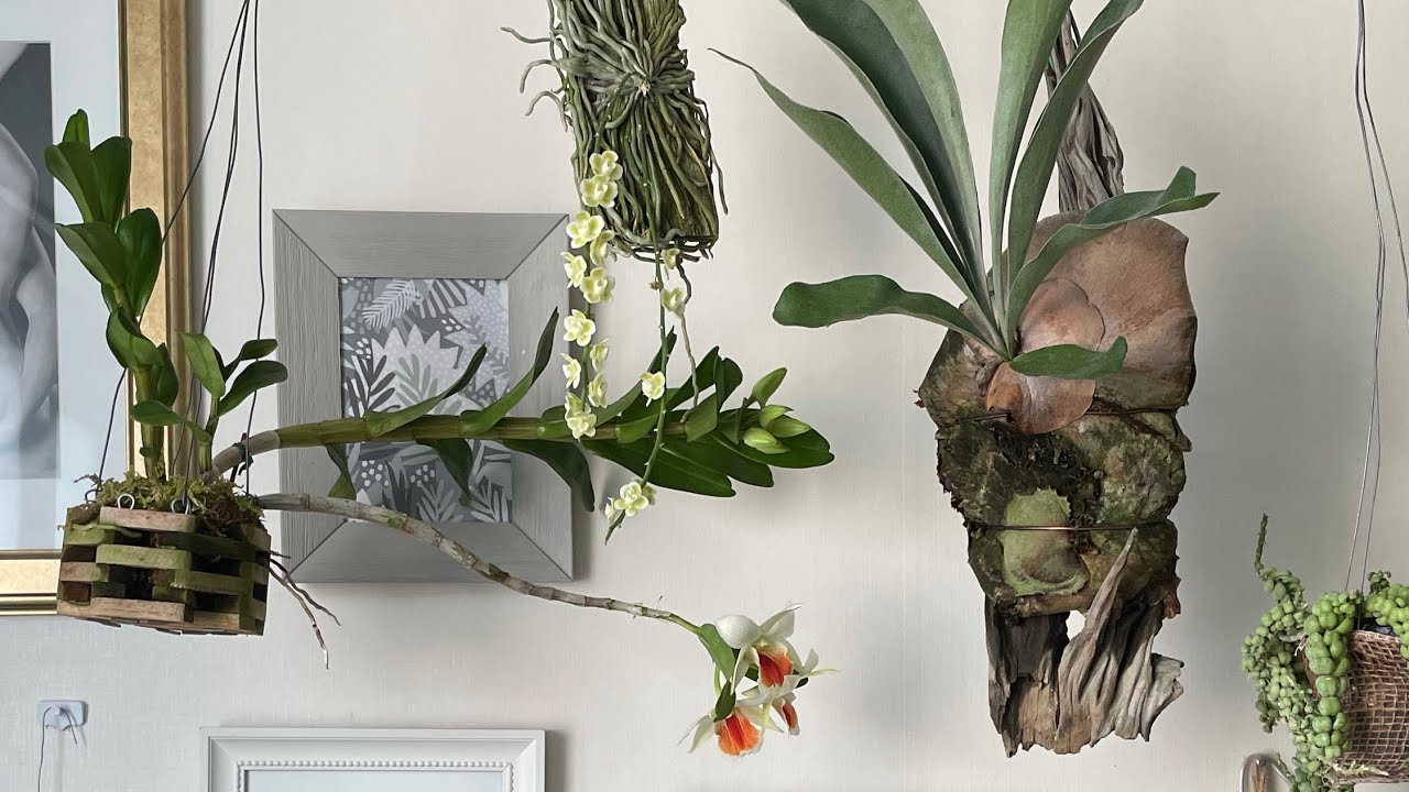 박쥐란 사러 양재 행잉식물 쇼핑 함께 가실래요? 덴드로비움 행잉 플랜테리어 팁 🌷