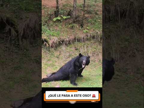 La lucha de un oso negro asiático por sobrevivir / Rescate en el Bosque