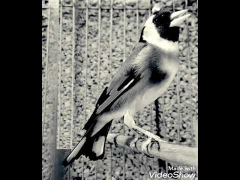 تغريد حسون باينام الحر عيدكم مبارك 