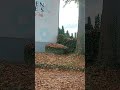 LEAVES FALLING #fall #autumn #herbs #fypviral #viral #trending #shorts #beautiful #lifeingermany