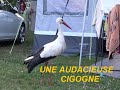 Ref:wLT4eC7DMZQ Une audacieuse cigogne / camping selestat /