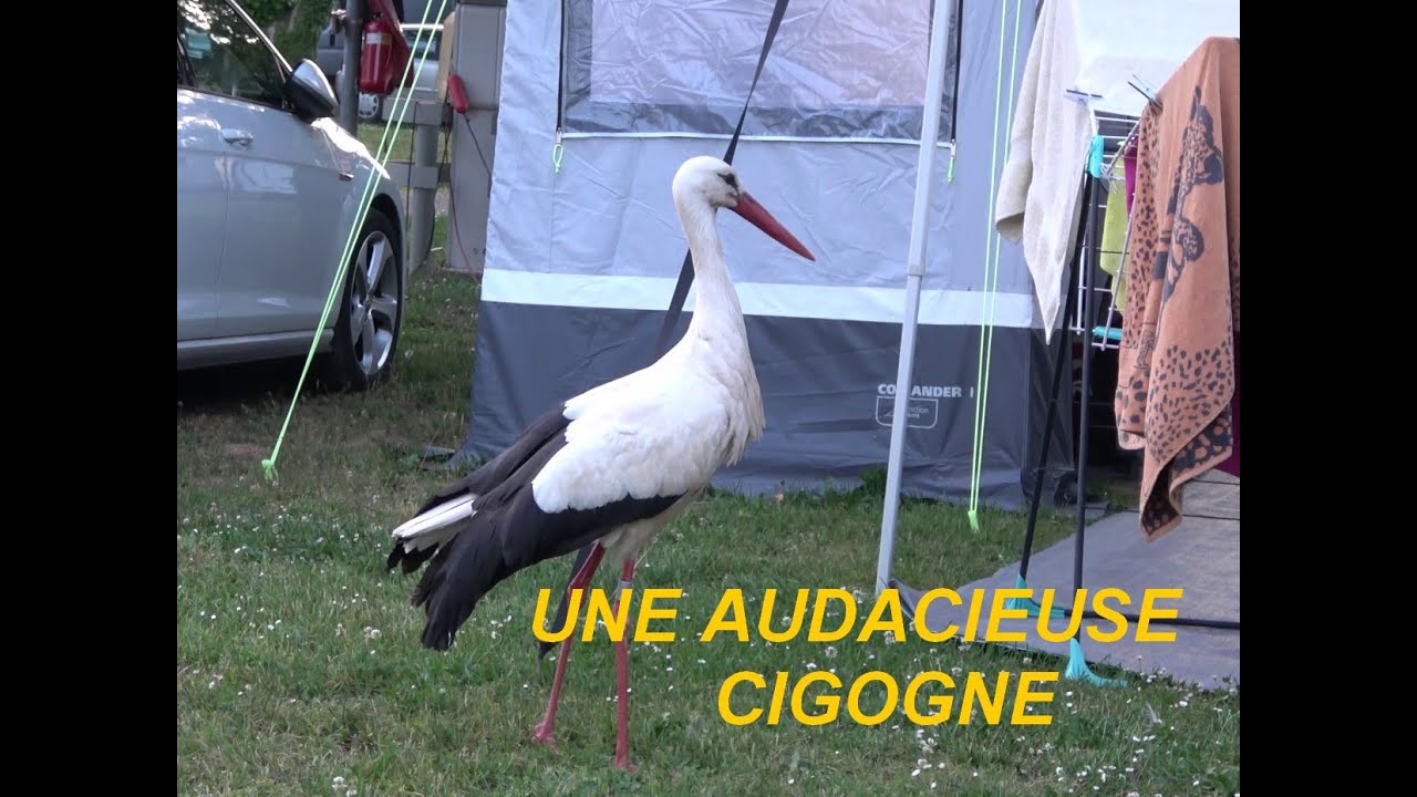 UNE AUDACIEUSE CIGOGNE / CAMPING SELESTAT /