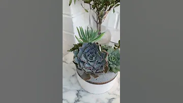 Уход за суккулентами после зимы🌵 Не было полива с ноября по начало февраля🚿