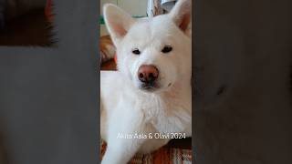 Cute Akita Inus