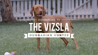 ALL ABOUT VIZSLA: HUNGARIAN SPORTING DOG