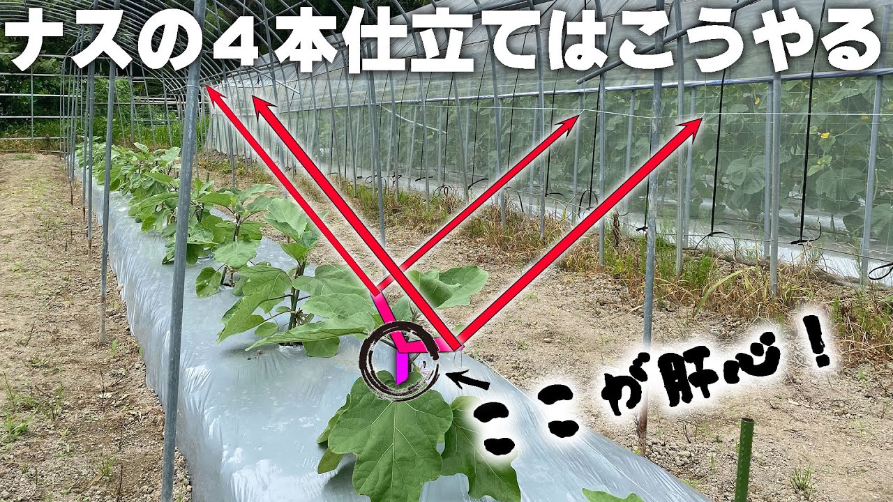 ナスに花が咲いたら必ずやるべきこと! 最初の管理で決まる!【一株あたり最大収量の悠々4本仕立て】