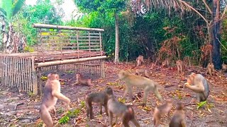 🔴Monkeys are more aware of traps than long-tailed monkeys