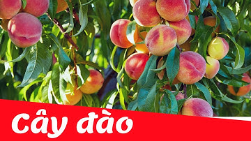 Dạy bé học nhận biết cây đào | cây ăn quả tiếng việt |  Dạy trẻ thông minh sớm