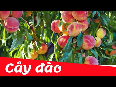 Video Dạy bé học nhận biết cây ăn quả tiếng việt | cây đào |... - youtube