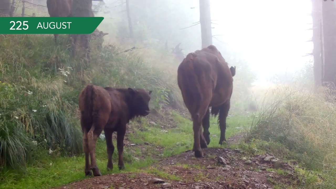 Un An în Munții Făgăraș 2022