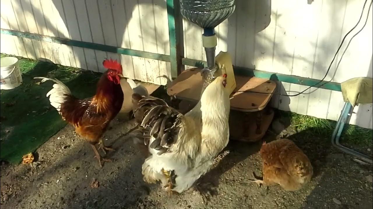 Как несется курица видео