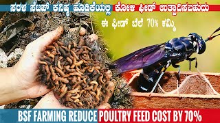 Start Black Soldier Fly (BSF) Farming To Reduce Poultry Feed Cost | BSF Farm near Hassan Karnataka