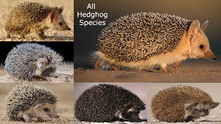 ALL HEDGHOG SPECIES IN THE WORLD  types of hedgehog