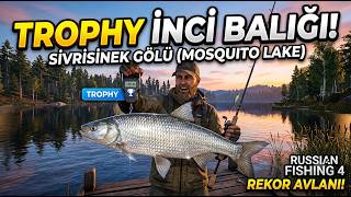 Trophy Avı İnci̇ Baliği Trpohy Türkçe Russian Fishing 4 Sivrisinek Gölü