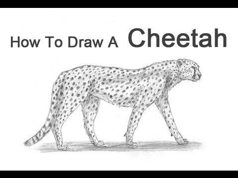 How to draw Cheetah🐆🐆🐅 on paper.Easy steps by ...