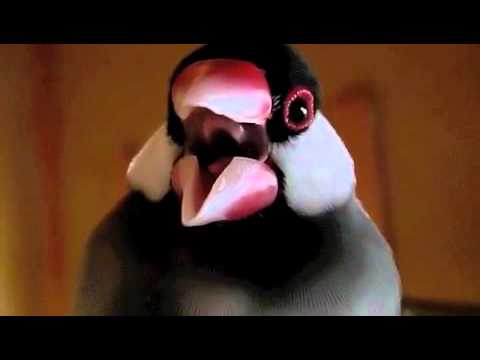 文鳥動画 Java sparrow 文鳥ズをパパラッチ！ 追っかけ！どアップ！