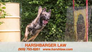 Who Is Liable for a Dog Attack
