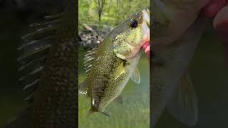 Nice bass on jig